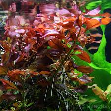 Ludwigia Repens