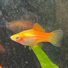 Swordtail – Pineapple