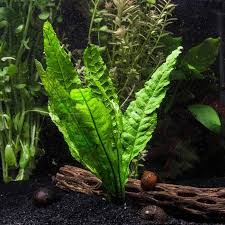 Java Fern