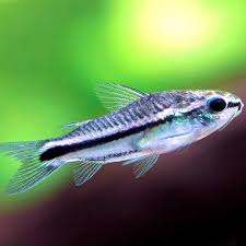 Pygmy Cory