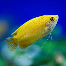 Honey Gourami