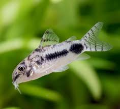 Habrosus Cory