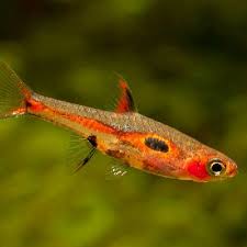 Chili Rasbora