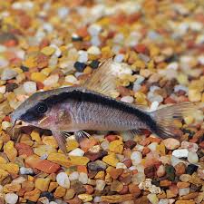 Skunk Cory