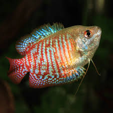 Dwarf Gourami
