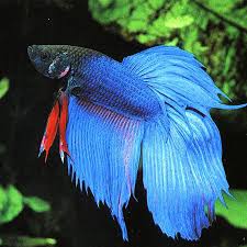 Betta Female
