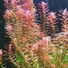 Rotala Rotundifolia