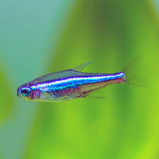 Neon Tetra