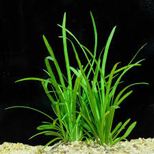 Dwarf Sagittaria