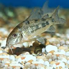 Peppered Cory