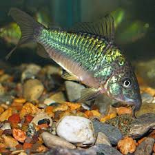 Emerald Cory