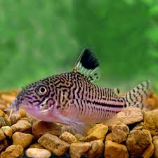 False Julii Cory