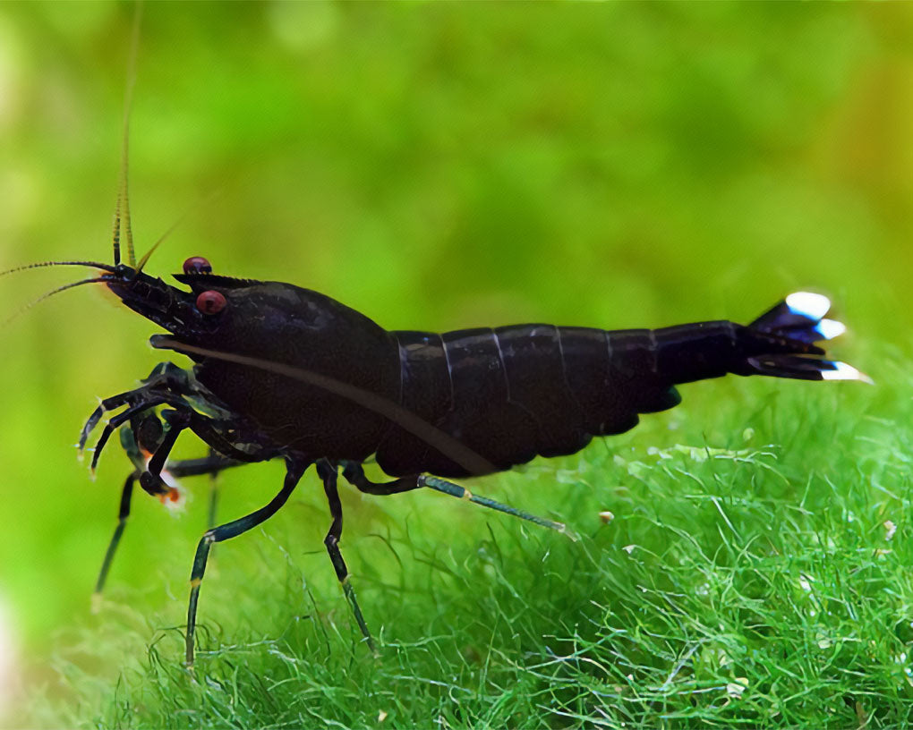 King Kong Shrimp