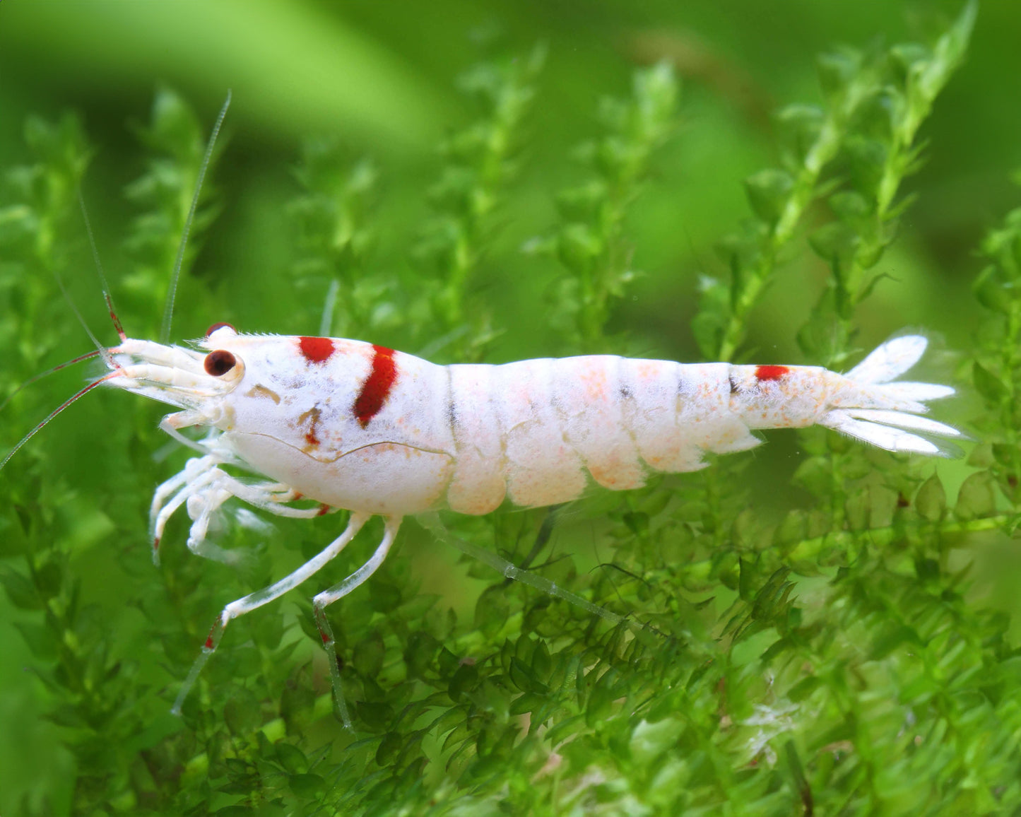Red Bee Shrimp