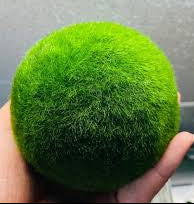 Marimo Moss Ball