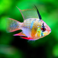 German Blue Ram