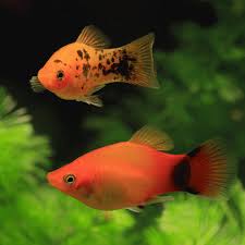 Platy – Mickey Mouse