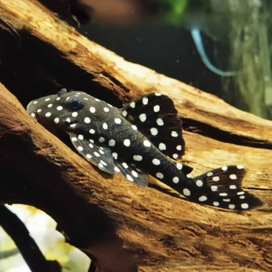 L600 Snowball Pleco