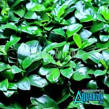 Anubias Nana Petite