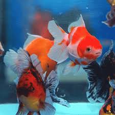 Assorted Community Fish Pack