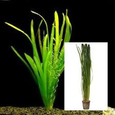 Vallisneria