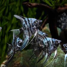 Angelfish – Marble