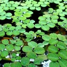 Salvinia