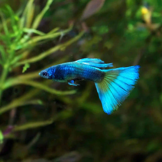 Neon Blue Guppy
