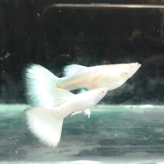 White Platinum Guppy