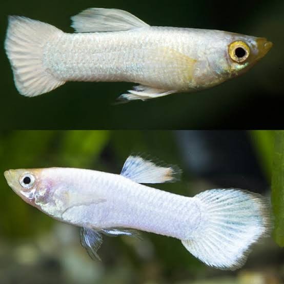 Snow White Guppy