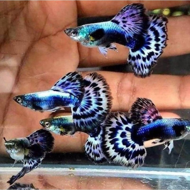 Ivory Guppy