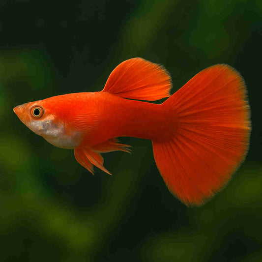 Moscow Red Guppy