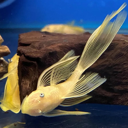 Longfin Bristlenose Pleco