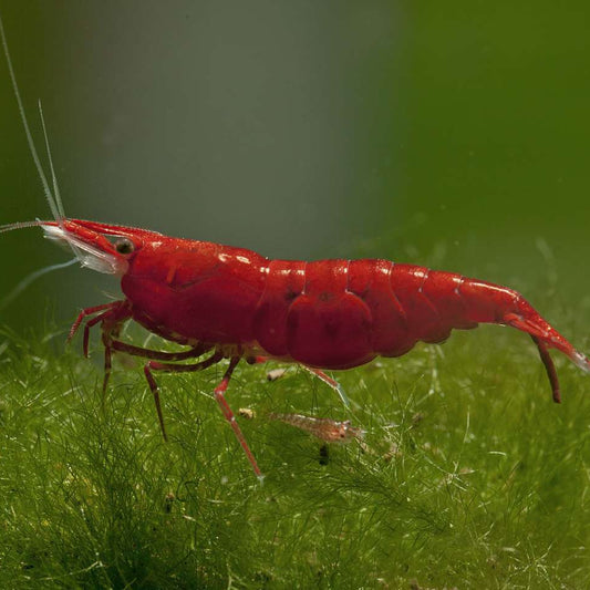 Sakura Red Shrimp