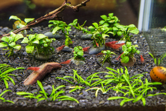 How We Successfully Breed Freshwater Shrimps in Our Tanks