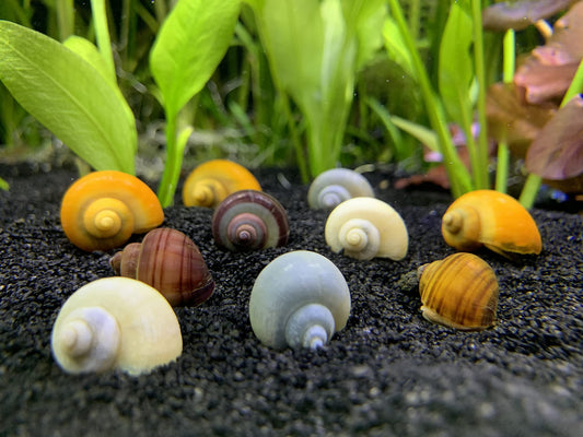 Best Freshwater Snails for Aquariums