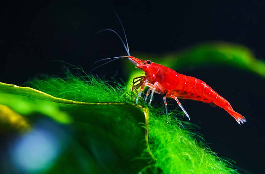 Unlock the Secrets: Our Freshwater Shrimp Care Guide