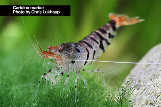 Our Secrets to Perfecting Freshwater Shrimp Water Parameters