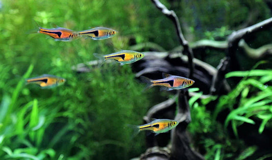 How Freshwater Shrimps for Aquarium Can Transform Our Tanks