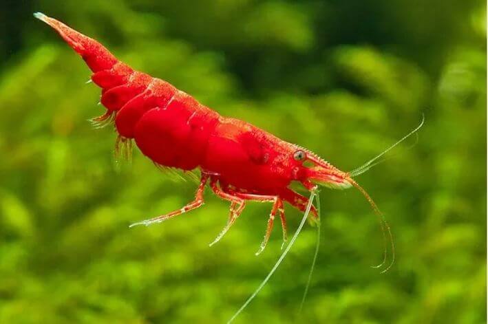 Our Favorite Freshwater Shrimp Substrates for Thriving Tanks