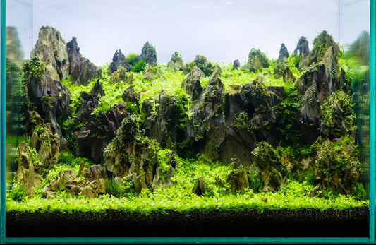Our Ultimate Guide to Freshwater Shrimp Tank Setup