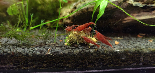How We Choose the Right Freshwater Shrimp Food for Our Tanks