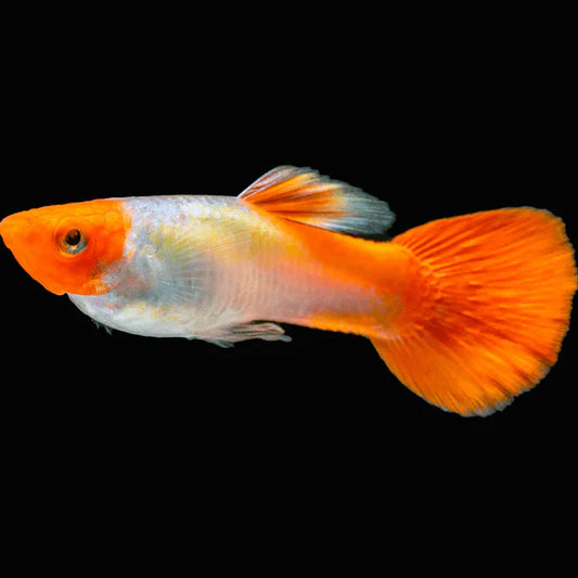Koi Guppy