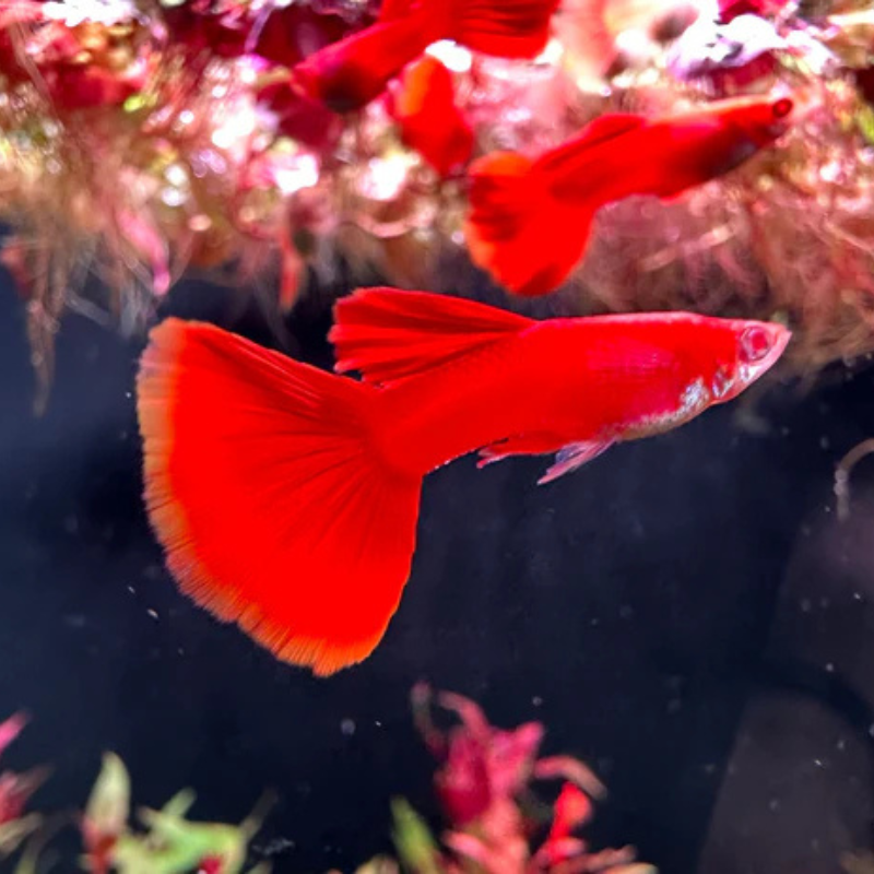 Full Red Guppy