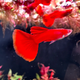 Full Red Guppy