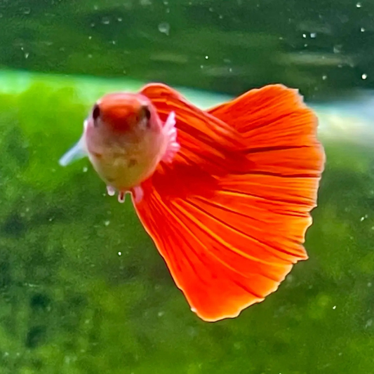 Albino Full Red Guppy