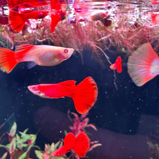 Full Red Guppy