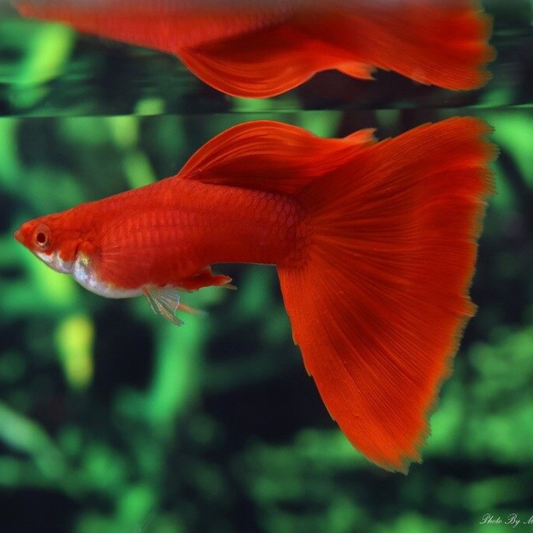 Albino Full Red Guppy