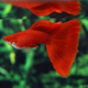 Albino Full Red Guppy