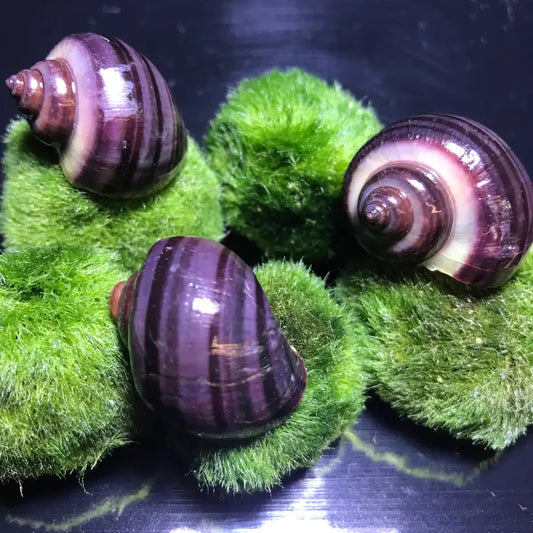Mystery Snail – Purple
